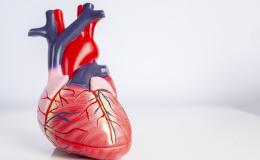 Model of a human heart