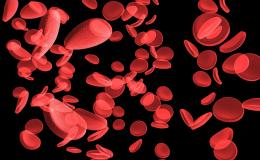 Red blood cells1.jpg