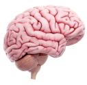 Representation of the brain