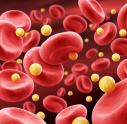 Cholesterol in the blood representation